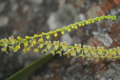 Stelis parvula