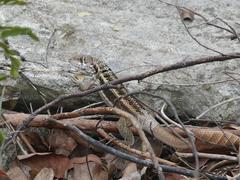 Leiocephalus psammodromus