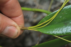 Stelis parvula