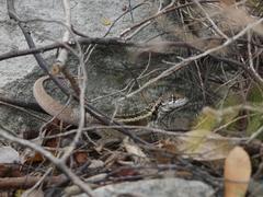 Leiocephalus psammodromus