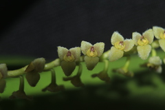 Stelis parvula