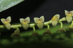Stelis parvula