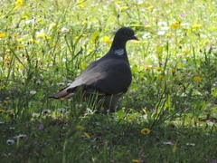 Columba palumbus