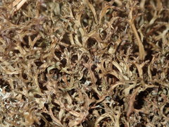 Cetraria ericetorum