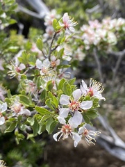 Prunus andersonii
