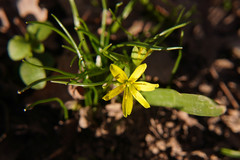 Gagea lutea