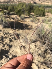 Eriogonum lonchophyllum