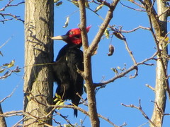 Campephilus leucopogon