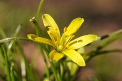 Gagea lutea