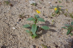 Monardella breweri lanceolata