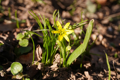 Gagea lutea
