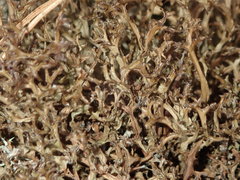 Cetraria ericetorum