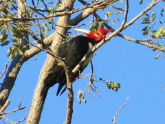 Campephilus leucopogon