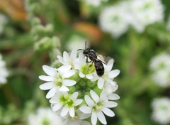 Lasioglossum laeve