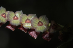 Stelis purpurascens