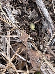 Cypripedium acaule