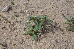 Monardella breweri lanceolata