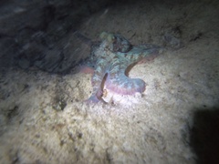 Octopus briareus