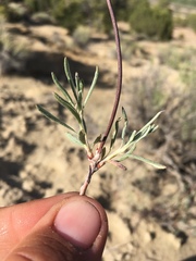 Eriogonum lonchophyllum