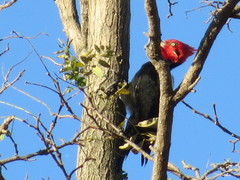 Campephilus leucopogon