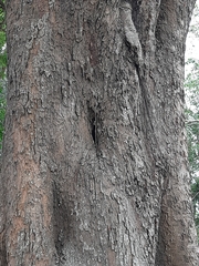 Ficus amplissima