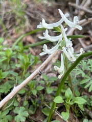Corydalis angustifolia