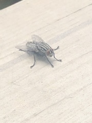 Musca domestica