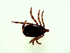 Hyalomma marginatum