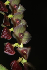Stelis purpurascens