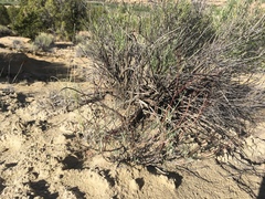Eriogonum lonchophyllum