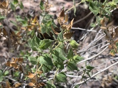 Brickellia atractyloides