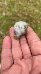 Callirhytis seminator