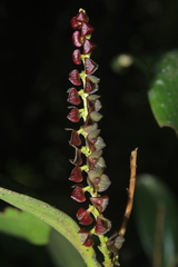 Stelis purpurascens
