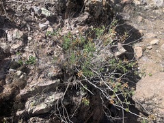 Brickellia atractyloides