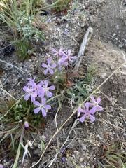 Phlox stansburyi