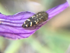 Acmaeodera connexa