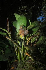 Stelis purpurascens
