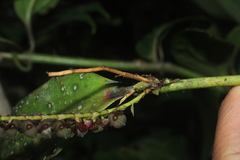 Stelis purpurascens