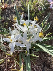 Leucocrinum montanum