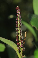 Stelis purpurascens