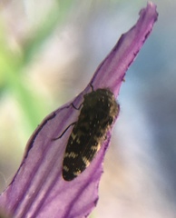 Acmaeodera connexa