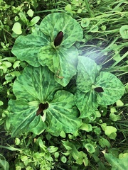 Trillium kurabayashii