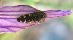 Acmaeodera connexa