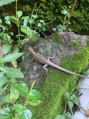 Cnemidophorus cryptus