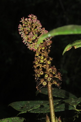 Sciodaphyllum paniculitomentosum