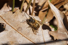 Osmia taurus