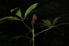 Sciodaphyllum paniculitomentosum