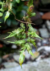 Lygodium microphyllum