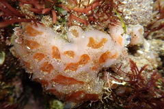 Aplidium solidum