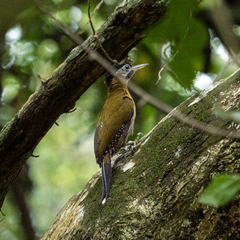 Picus vittatus